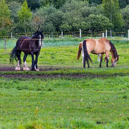 Zielone Wzgorze פארק נופש *