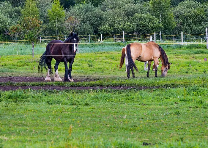 Zielone Wzgorze פארק נופש *